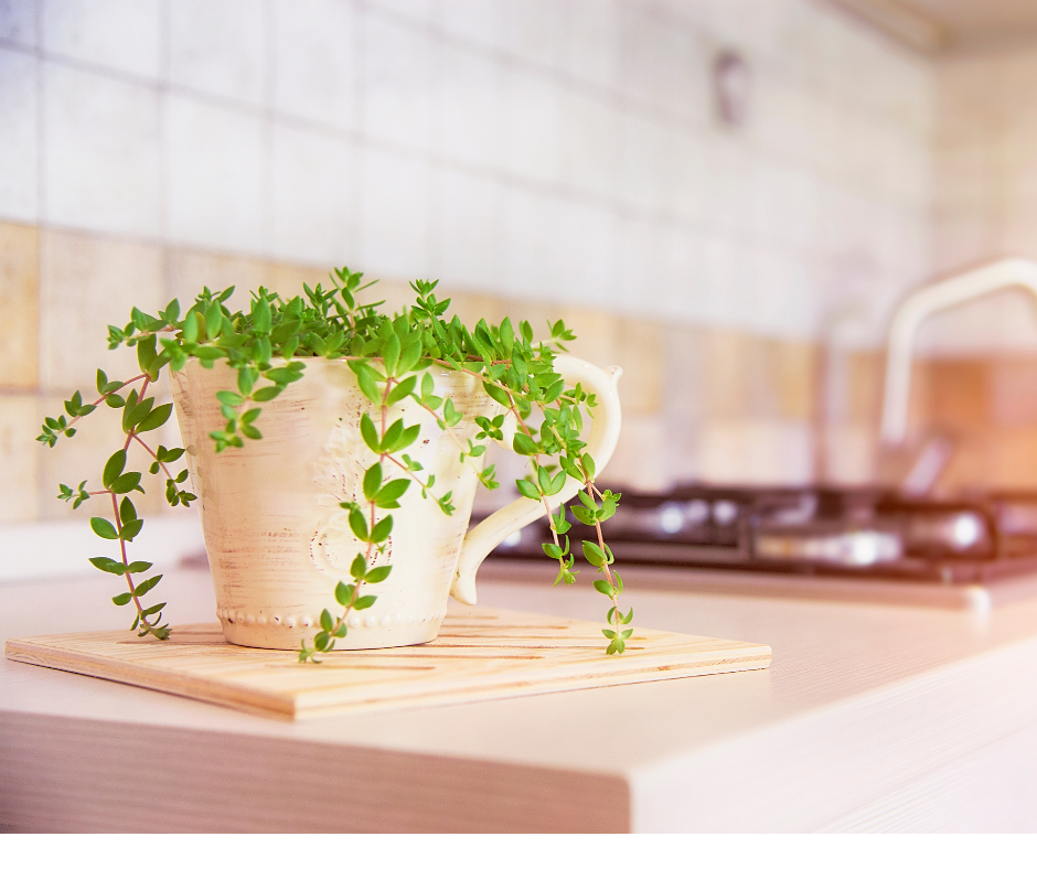 Las mejores plantas para poner en tu cocina
